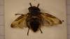 Phasia hemiptera